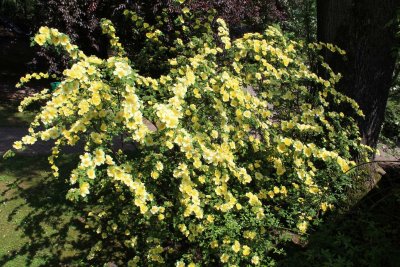 Rosa xanthina 'Canary Bird' - růže zlatožlutá - kvetoucí habitus